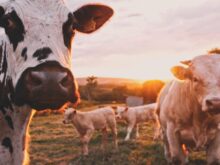 vacas