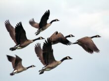 aves