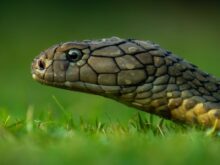 cobra