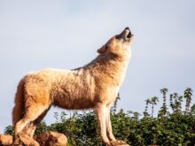 lobo